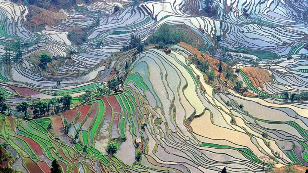 Terasovitá rýžová pole v Jün-nanu