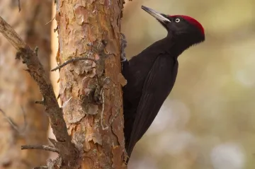 Datli při bušení do dřeva hekají jako tenisté, aby se udrželi na stromě
