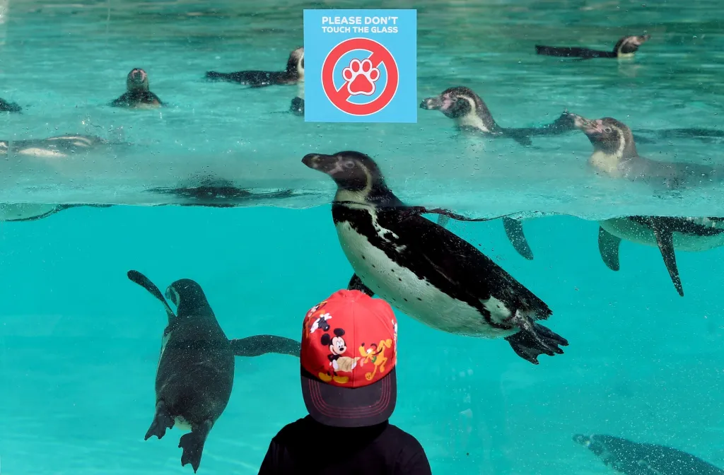 Londýnská zoo opět otevřená. Malý příznivec živočišné říše si prohlíží tučňáky, kteří po téměř třech měsících přivítali první návštěvníky