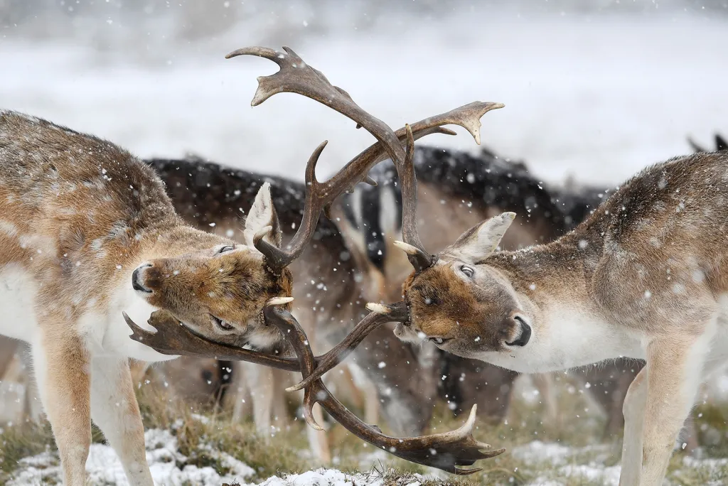 Souboj jelenů během sněhové bouře v Richmond Parku v Londýně