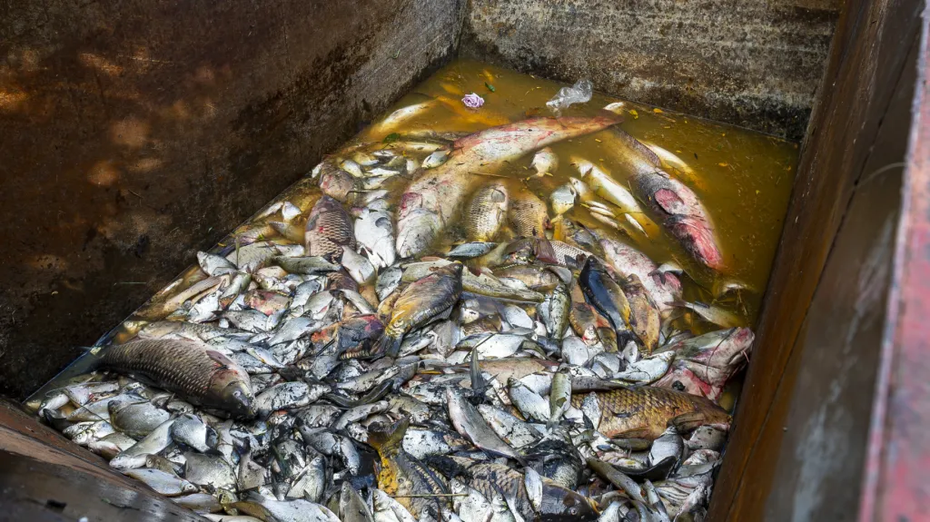 Mrtvé ryby z Farského nádrže