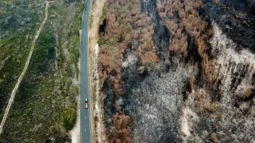 Kontrast mezi živou a spálenou vegetací v Novém Jižním Walesu