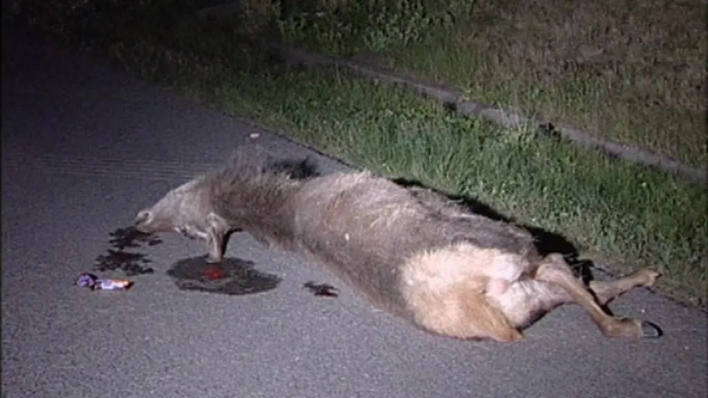 Zvíře zemřelo po srážce s autem