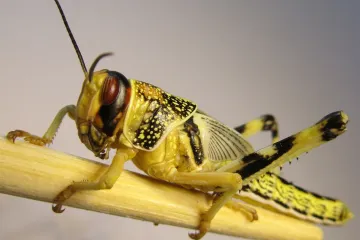 Nevyzpytatelné počasí způsobené změnami klimatu rozšíří prostor pro invaze sarančat, uvádí studie