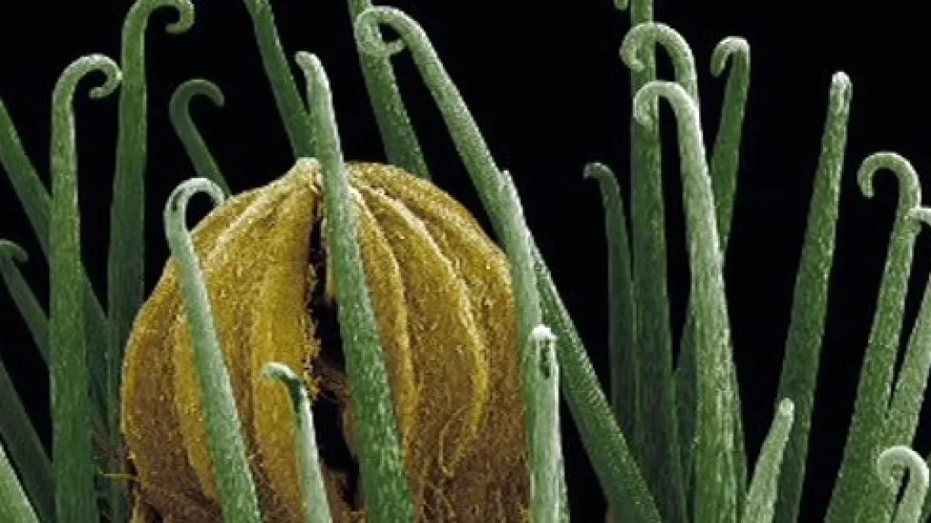 Detailní snímek rostliny