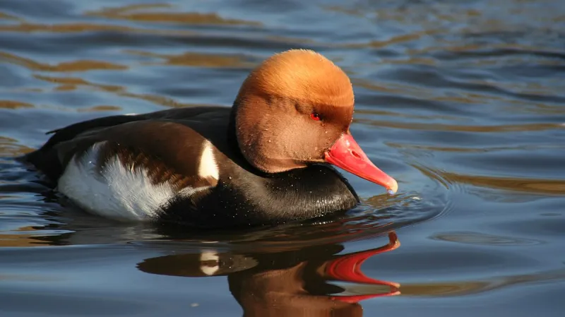 Zrzohlávka rudozobá