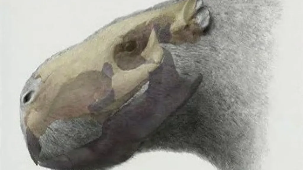 Lebka hlodavce nalezená v Uruguayi