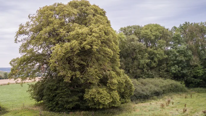 Lípa ze Staré země (Belgie, 400 let) je největší lípou v zemi. Lidé ji v minulosti vnímali jako vznešený strom, orientační bod v krajině. Strom odolával všem útokům a hrozbám, zachoval se jako symbol, vzpomínka.