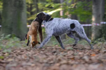 50 let fouska, českého loveckého unikátu