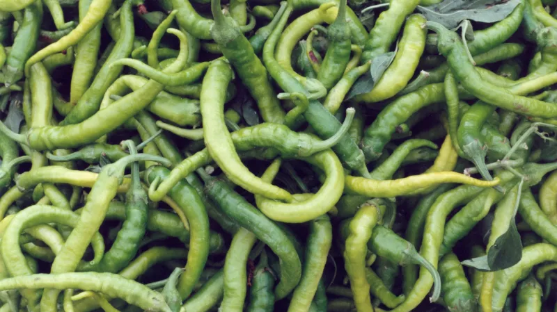 Chilli papriček existují stovky druhů