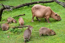 Ve zlínské zoo se narodilo šest mláďat kapybary