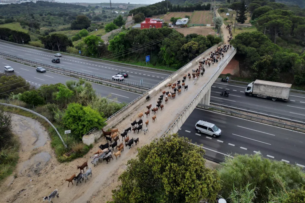 Zvířata, která se neustále pohybují, se pasou na široké škále rostlin a nevyžadují doplňkové krmivo, což vede k sladšímu, tučnějšímu a proteinově bohatšímu tvarohu s vyšším výnosem a chutí, která se mění s ročním obdobím, vysvětluje dvojice