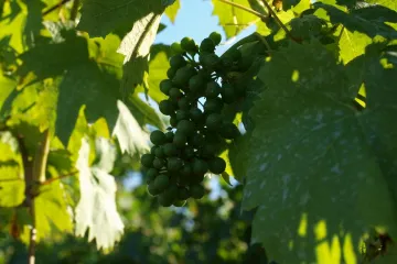 Na kole za krásami a vínem jižní Moravy