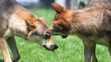 Vlci – ilustrační foto