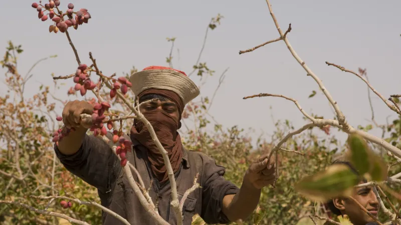 Sklizeň pistácií v Íránu