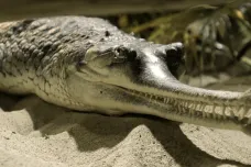 Naděje pro kriticky ohroženého krokodýla. Ochránci našli stovku mláďat v Nepálu