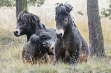 Divocí exmoorští koně pomáhají přírodě už na šesti místech Česka. Prohánějí se i Janovským mokřadem