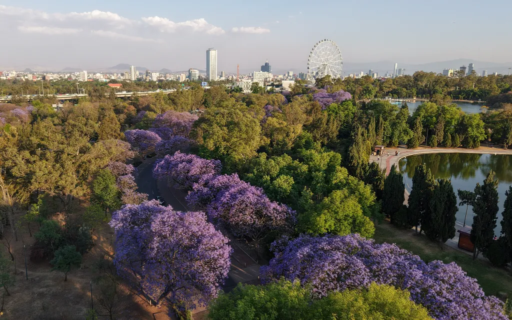 Odstíny fialové rozjasnily díky žakarandě Mexico City (26. 3. 2026)