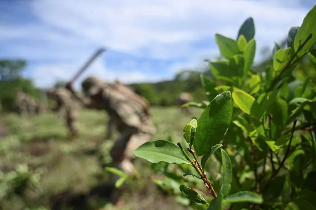 Bolivijští vojáci ničí rostliny koky