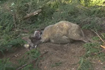Medvěd potrhal na Valašsku další ovce. Myslivci si na něj chystají gumové broky