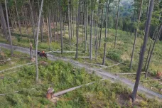 Od novely lesnického zákona si ministerstvo slibuje odolnější lesy. Podle kritiků však hrozí návrat monokultur
