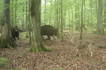 Smečka vlků zaútočila na stádo zubrů. Unikátní video pořídili polští biologové