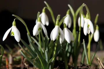 Meteorolog Žák: Teplá zima probudila vegetaci dříve
