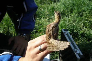 AVÍZO: Vítání ptačího zpěvu v Košticích