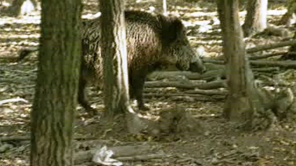 Divočák
