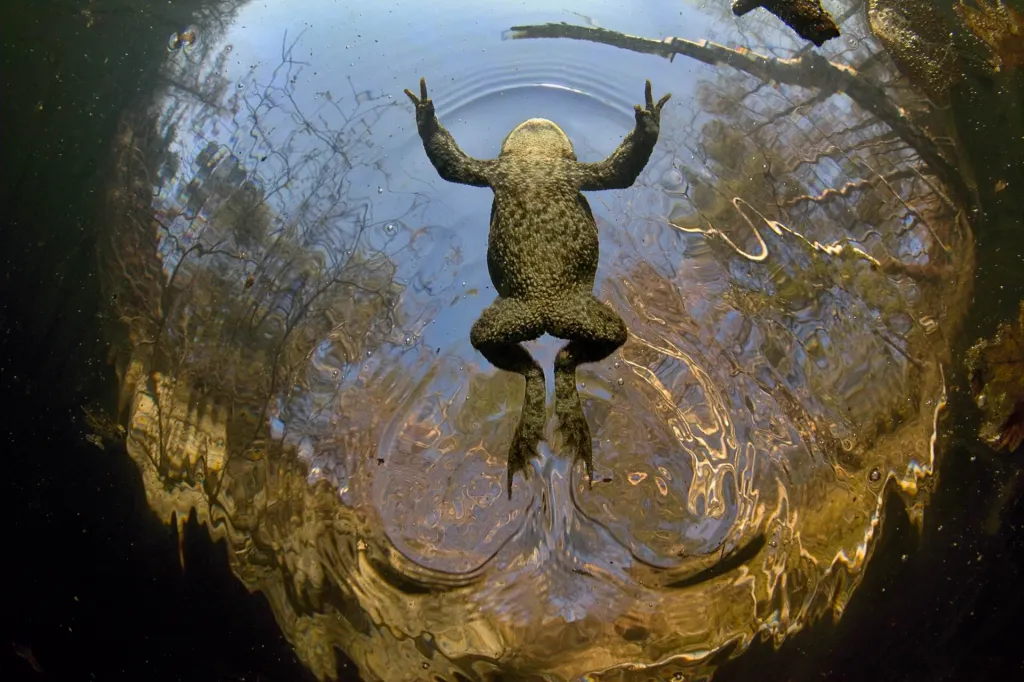 Nominace v kategorii Plazi, obojživelníci a podvodní život (volně žijící). Ropušák - Samec ropuchy obecné (Bufo bufo) čekající na nápadnice. Foceno na jaře 2017 v zatopeném lomu poblíž Opavy.