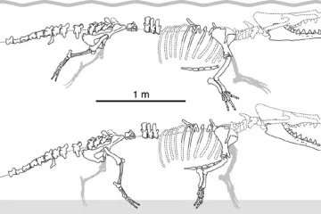 Čtyřnohá velryba se potápěla i běhala po souši. Její pozůstatky se našly v Peru