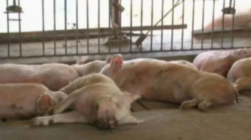 Reportáž Dany Zlatohlávkové