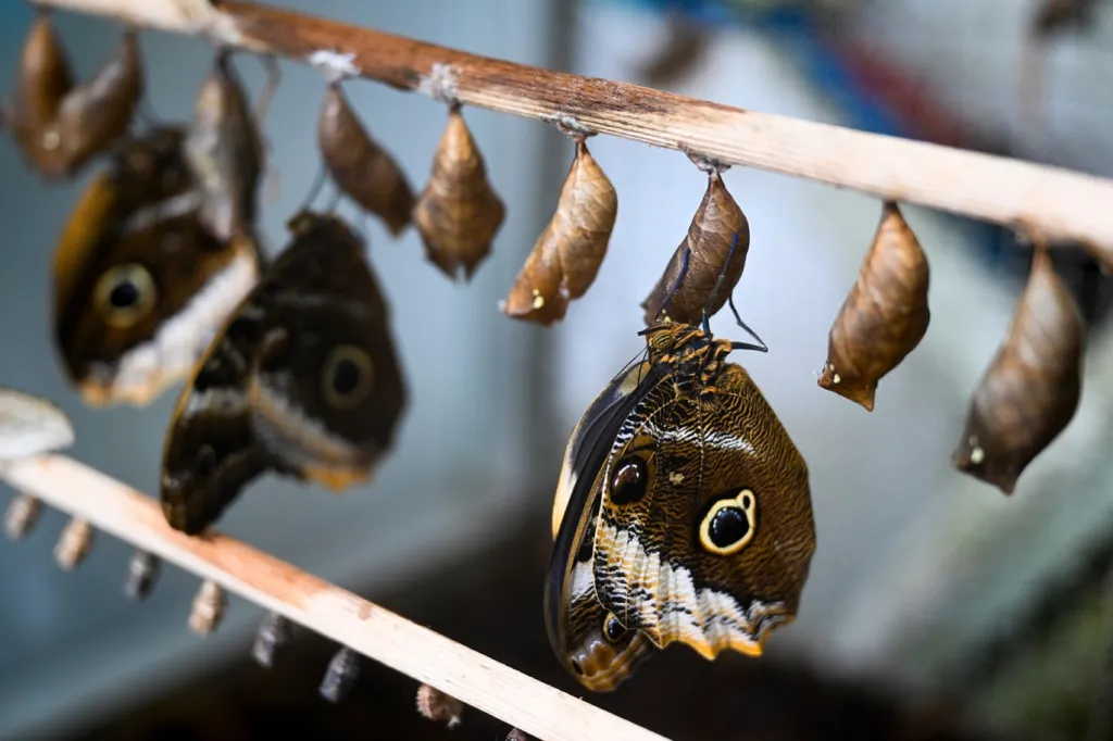 Výstava motýlů v botanické zahradě
