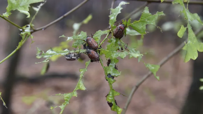 Dospělí jedinci chrousta maďalového ožírají listy stromů