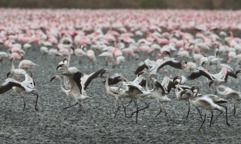 Město Bombaj překvapil přílet tisíců plameňáků