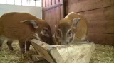 Štětkouni v olomoucké ZOO