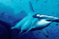 U Irska poprvé pozorovali žraloka kladivouna. Připlaval díky oteplujícím se oceánům