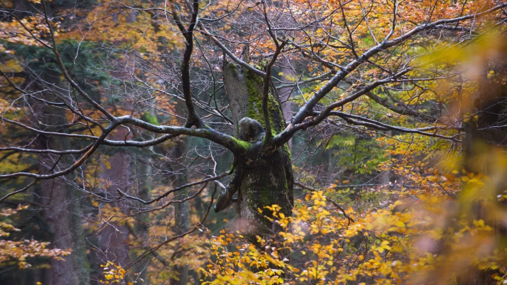 Národní park Šumava