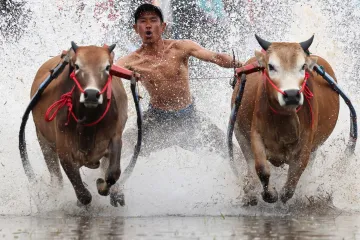 Na Sumatře se konal tradiční „býčí závod"