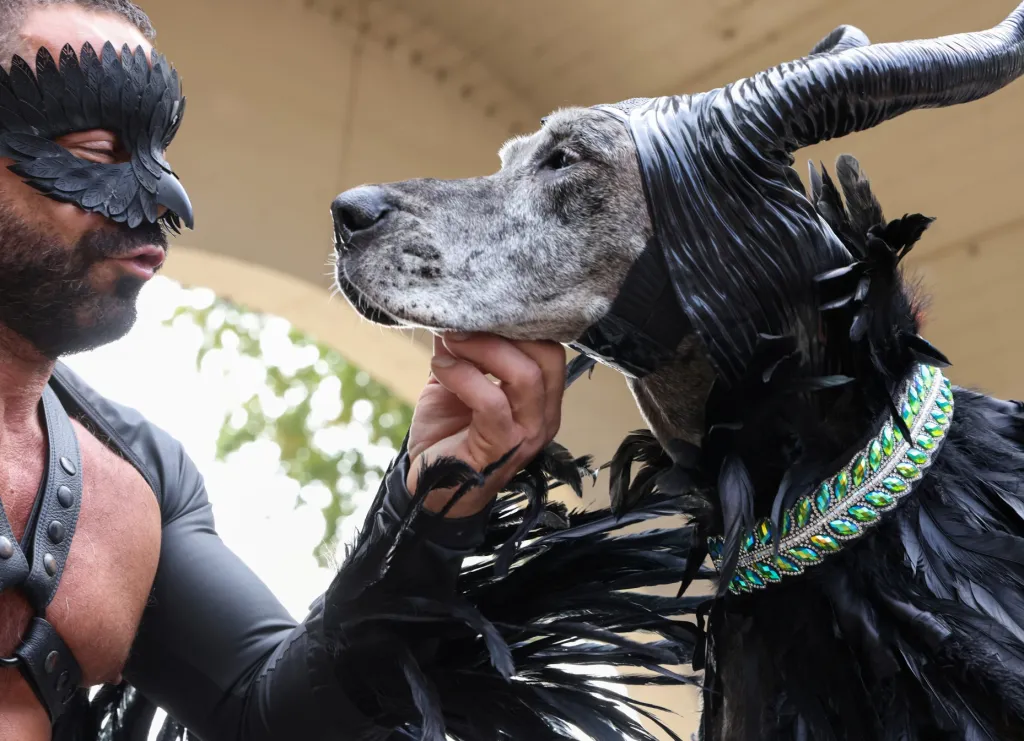 Steve Sanders a jeho pes Great Dane Shadow jsou součástí halloweenské přehlídky, která se uskutečnila na Tompkins Square v New Yorku. Majitelé své zvířecí svěřence oblékají to „děsivých“ kostýmů a soutěží o nejzajímavější psí masku