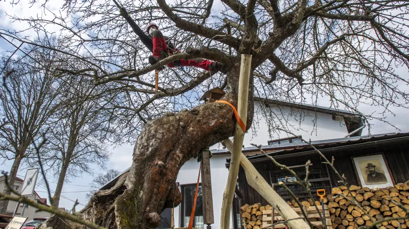 Arborista Václav Štojdl ošetřil jabloň u Lidmanů v Machovské Lhotě na Náchodsku, která zvítězila v loňském ročníku ankety Strom roku