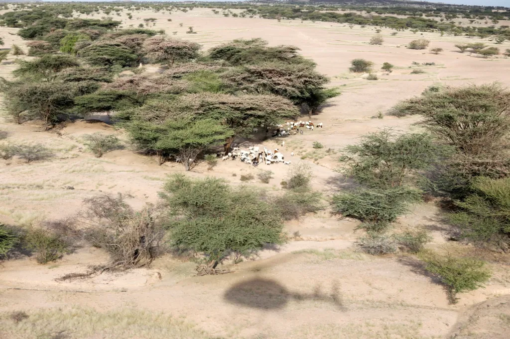 Invaze sarančat zachvátila sever Keni. Fotografie ukazují situaci v oblasti zvané Turkana v severozápadní části Keni