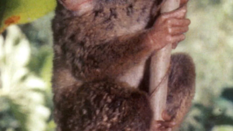 Tarsius niemitzi
