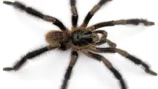 Trichopelma grande