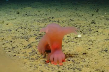 Křehké „kudlanky“ nebo „barbie“ chobotnice. Vědci popsali hlubokomořské obyvatele, které může ohrozit těžba na dně