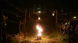 Pracovníci Vinařství Kolby zapalovali parafinové svíce mezi řádky vinohradu