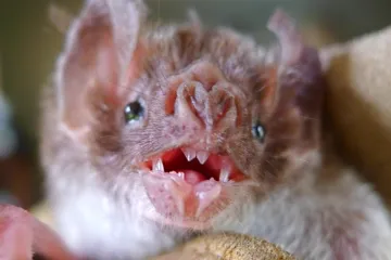 Ptačí chřipka se poprvé přenesla na upíry