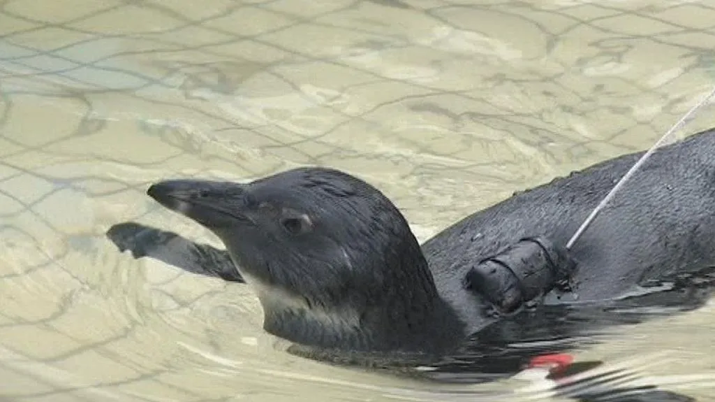 Tučňák s vysílačkou