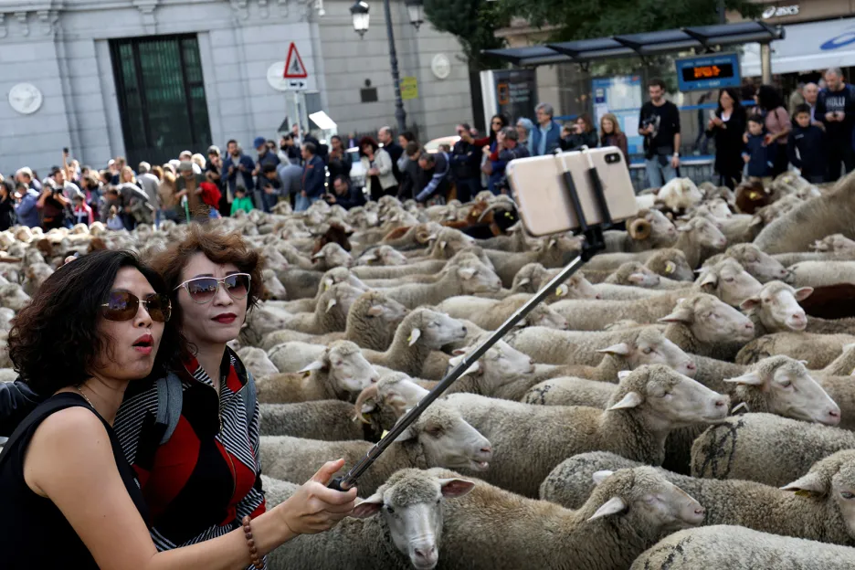 Dvě ženy fotografující selfie před stádem ovcí, které putují během každoročního ovčáckého průvodu přes Madrid. Událost se snaží zachovat tradiční migrační cesty hospodářských zvířat ze severu Španělska na zimní pastviny v jižním Španělsku.