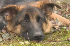 Za týden se na Slezském Předměstí otrávili dva psi, chovatelé mají obavy
